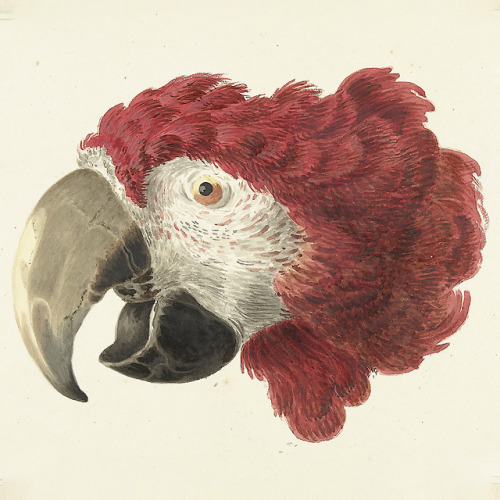 Aert Schouman - head of a macaw and two cockatoos - 18th c. - via Rijksmuseum