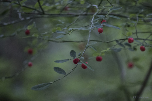 riverwindphotography: Rubies in the Forest: Umpqua National Forest, Oregon riverwindphotography, Jun