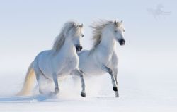 Scarlettjane22:    Two Galloping Snow-White Horses By Kseniya Rimskaya On 500Px 