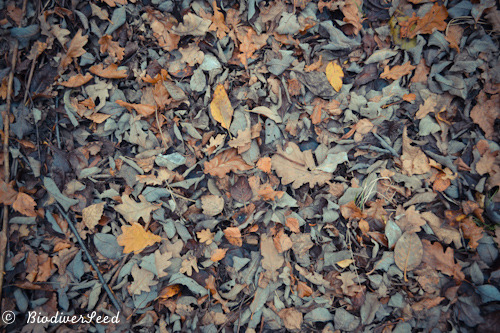 biodiverseed:  #Edible Forest Gardening 101: Emulating Forest Soil Resources While every forest is different, all of them share a few commonalities in the biomass resources they convert into humus and nutrition. The balance between the inputs is what