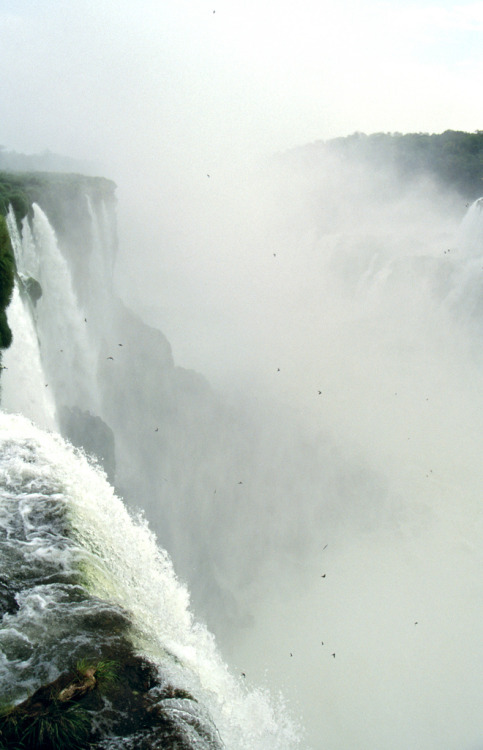4nimalparty:Niebla en Iguazú (by angeldp)