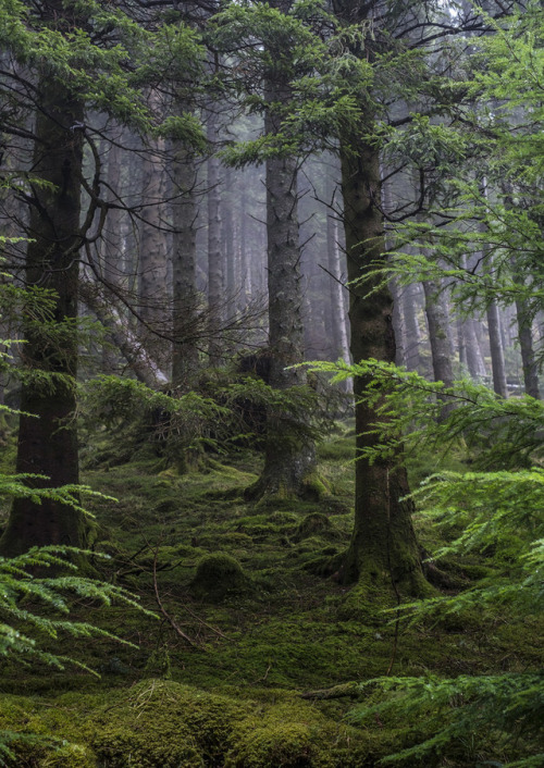 wanderthewood:Forest near Loch Eck, Argyll and Bute, Scotland by Gordon Rafferty