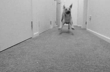 Mimi Pets Gifs: Cats, Dogs, Animals