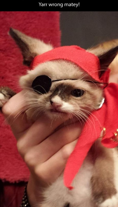 thrash-until-death:  221cbakerstreet:  CUTE SMALL PIRATE CAT FRIEND  I want Sir Stuffington. 