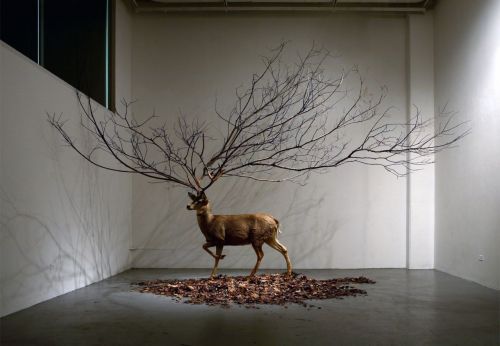 deadpanaesthetic:  MyeongBeom Kim,Untitled Deer taxidermy, Branch, Leaves. 