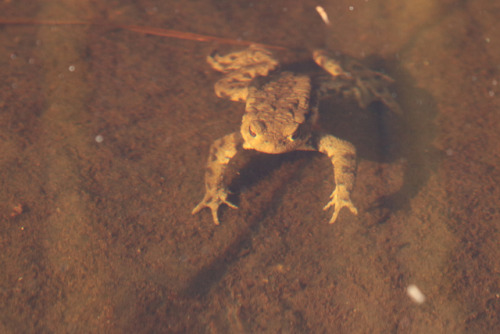 Common toad/padda. There were several of them playing down in lake Frövettern. A couple of fishes wa