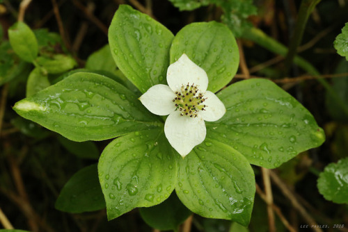 vandaliatraveler:Appalachian Spring, 2018, Volume Forty-Five: Bunchberry.  Bunchberry (Cornus canade