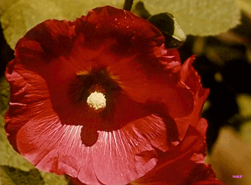 nobrashfestivity:JM Du Bois, Insects on Flowers, 1950′s