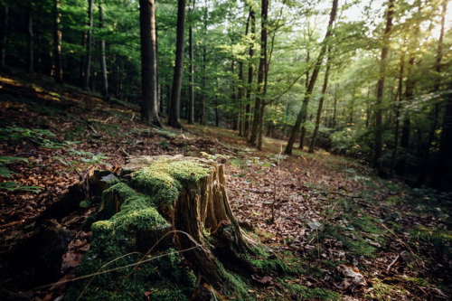 Old tree stump by Olli Henze Facebook | Website | Posterlounge | Instagram | 500px