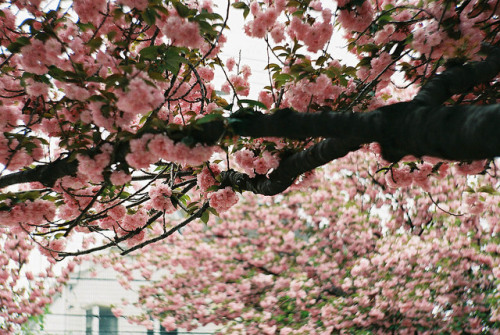 ileftmyheartintokyo:  目白の八重桜 by sabamiso on Flickr. 