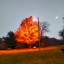 vividglooom