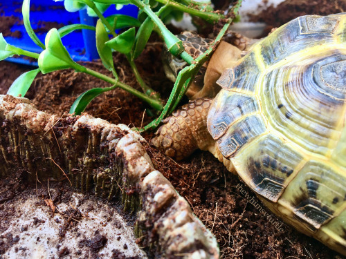 Help!  My head is stuck in my plastic plants!  April Fool’s!  My head isn’t that big yet!  