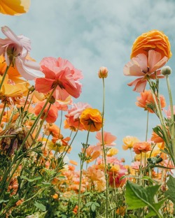 fleur-aesthetic:instagram | ariellevey 