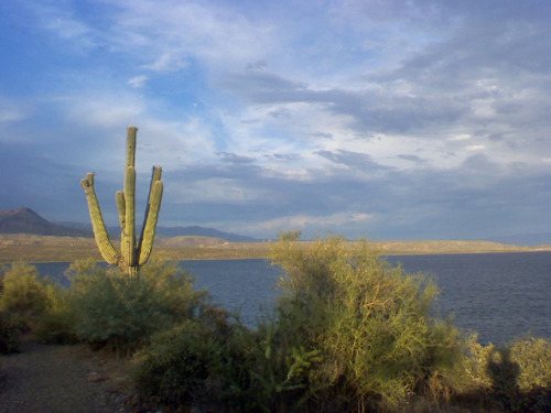 arizonanature:  Roosevelt Lake view from campsite