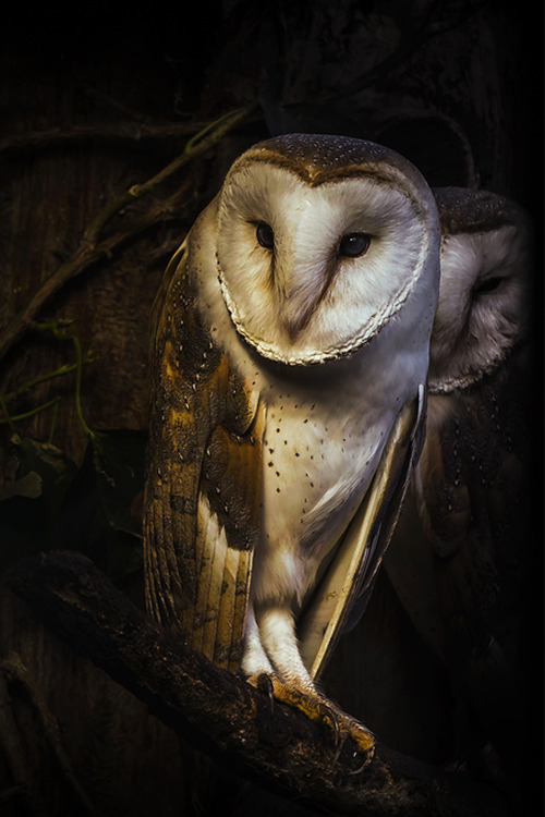 plasmatics-life:  Souls ~ By Max Rinaldi  
