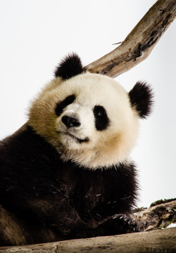 giantpandaphotos:  © Anne Landois-Favret. 