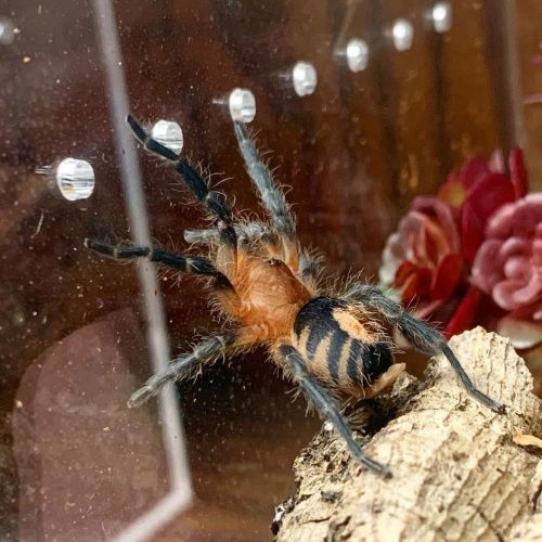 Look at this little cutie. #cyriocosmusperezmilesi #dwarftarantula #tarantulahttps://www.instagram