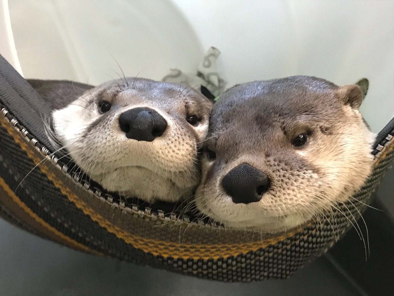 aquaristlifeforme:Ryer and Baxter had a very lazy day. I definitely think it’s