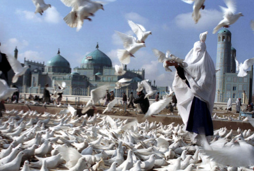   Feeding the doves at the shrine of hazrat ali in mazar-i-sharif. revered by muslims as the to