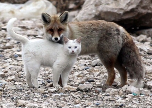 purrfectsquad: Cat x Fox