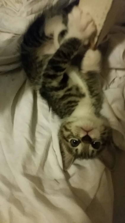 ilikedruuugs:  2 beautiful baby boys 💞😺😼