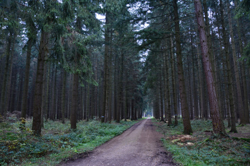 Märchenwald im Kottenforst by Philipp Laub