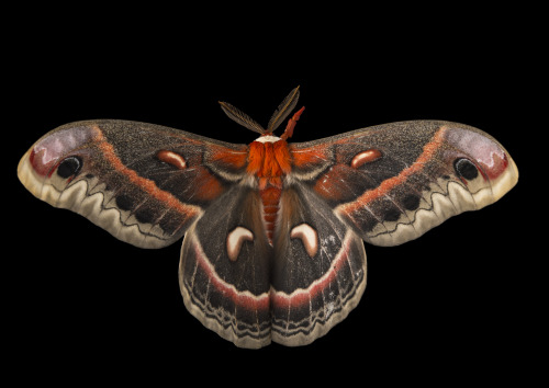 redlipstickresurrected:Joel Sartore (American, based Lincoln, NB, USA) - Cecropia Moth (Hyalophora C