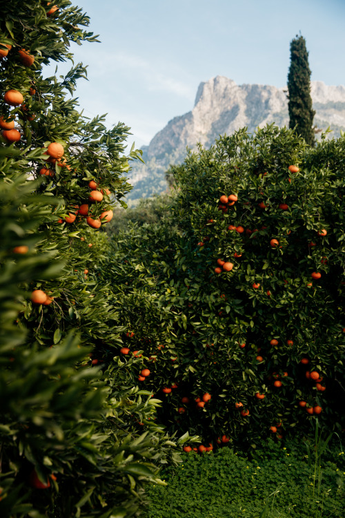 jonahreenders:  Finca Ca´s SantJonah Reenders