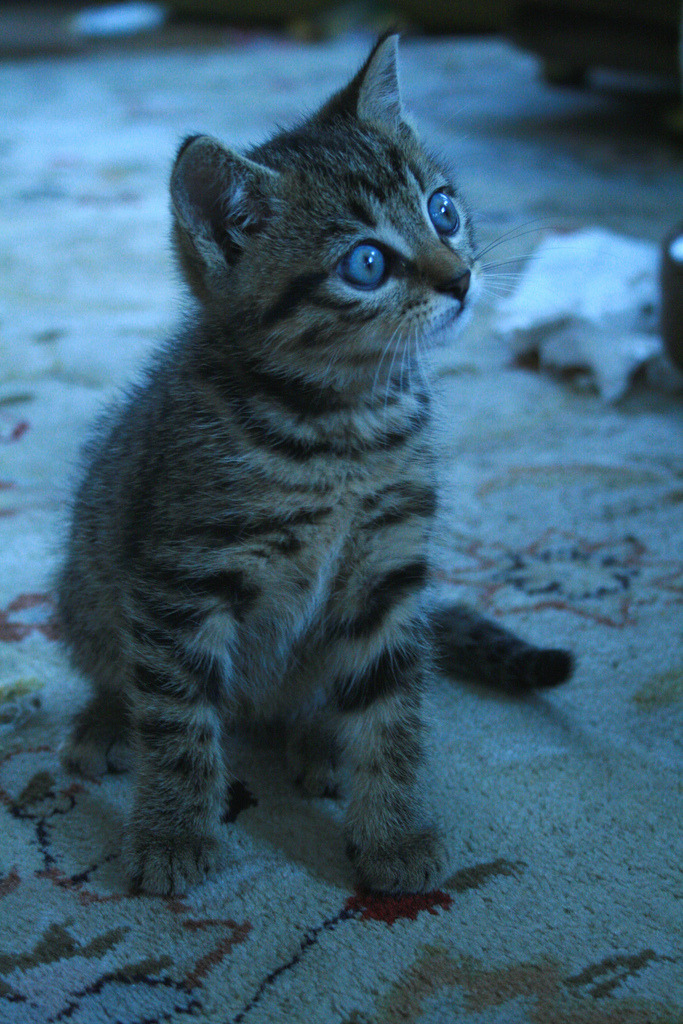 “Wait, did you say tuna??”
Photo by ©Alicia Higgs