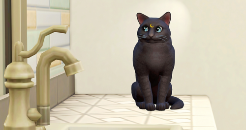 She’s a special&hellip;.kitty.