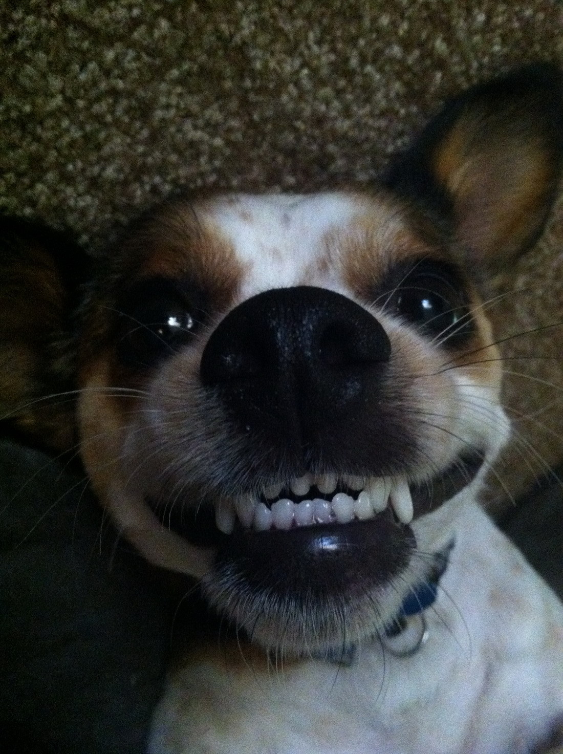 beautifulgodzilla:  I’m obsessed with dog teeth