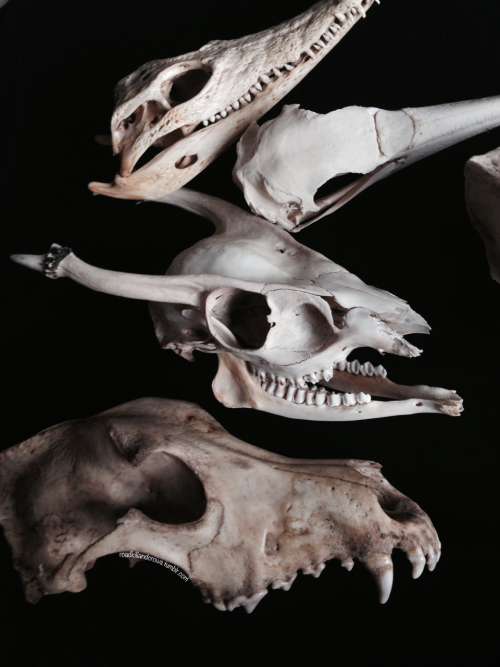 roadkillandcrows:Nile crocodile, gannet, muntjac and German shepherd skull.