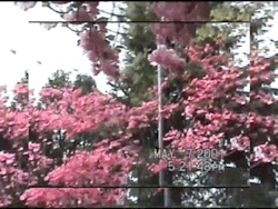 yvngpharrell:  Sakura 