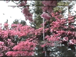 Yvngpharrell:  Sakura 