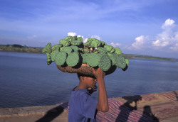 20aliens:  CAMBODIA. Phnom Penh. 1996. Cactus