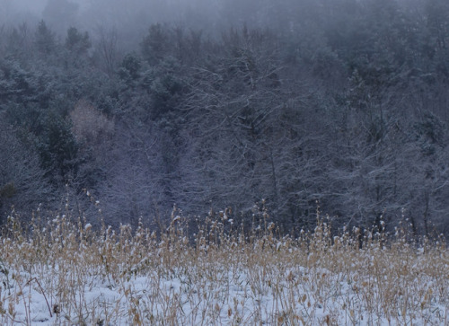 matin froid et brumeux by nicoletrieves