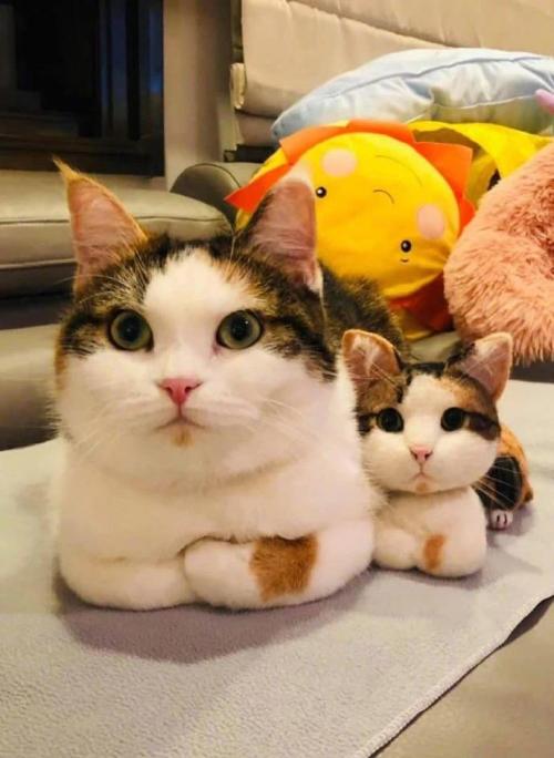 hitmewithcute:Copy&paste