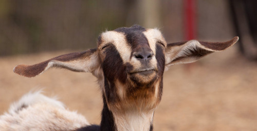 Zen Goat (via Center Stream Farm)