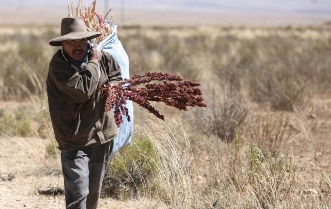 fyeahecuador:  sursimone:  Cosecha de Quinoa. Chenopodium Quinoa ( Kínua, Kinuwa)