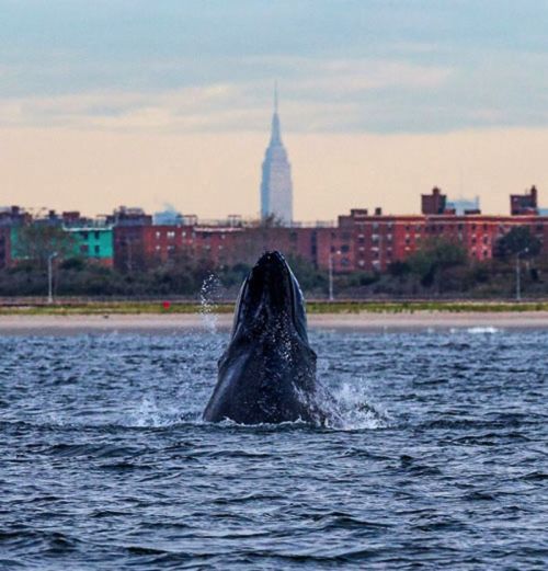 A humpback whale – named Jerry by researchers – spyhops off New York City. Photograph: A