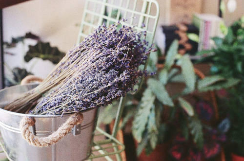 defiantely: LAVANDER by madammarla on Flickr.