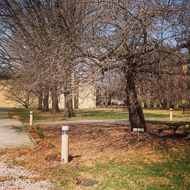 This tree at the NIST is a direct descendant of the tree whose fruit inspired Newton #sciencecmte