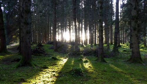 tommymacsblog:Very little sunlight penetrates the plantation of coniferous forest at North Wood, Per