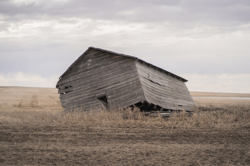 landscape-stories:LS 30 | Archive SUBMISSIONAnnemiek Hofer - Wild Rose  magazine.landscapestories.net  