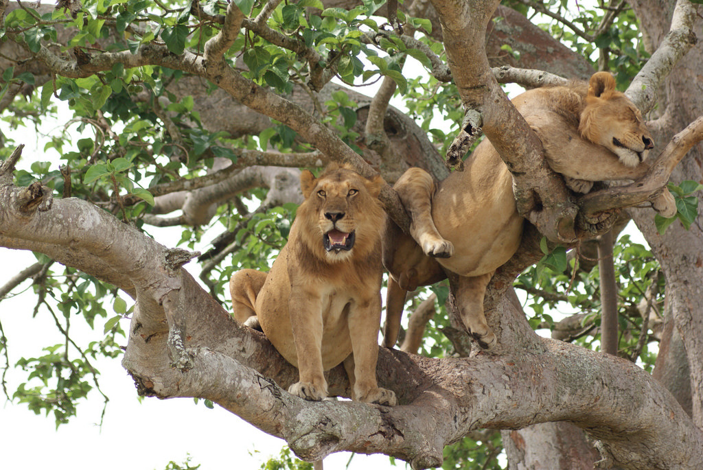 bigcatkingdom:  one sleeping comfortably, one keeping watch: Itasha’s tree-climbing