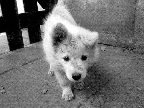 animalesbonitos:  Me vas a adoptar? :D