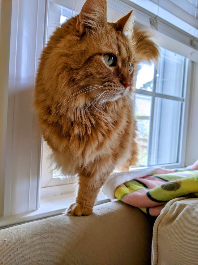 Wallace standing on the back of the couch, balanced on his three legs. 