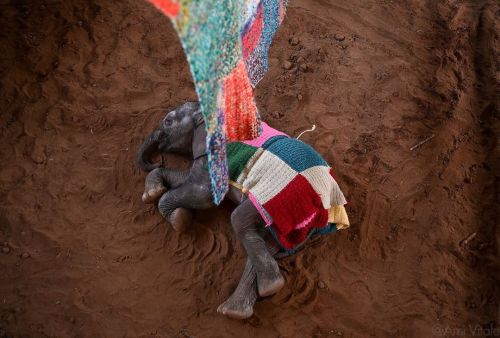 Photos by @amivitale. I am honored to share this beautiful story from Reteti Elephant Sanctuary (@r.