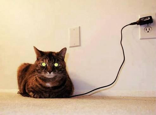 ladydarkwolf:  bunnyfood:  Charging the cat  The eyes are green. It’s charged. Please unplug your cat. 