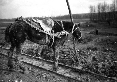 A draft horse hitched to a post (1916).  Its partner has just been killed by shrapnel.